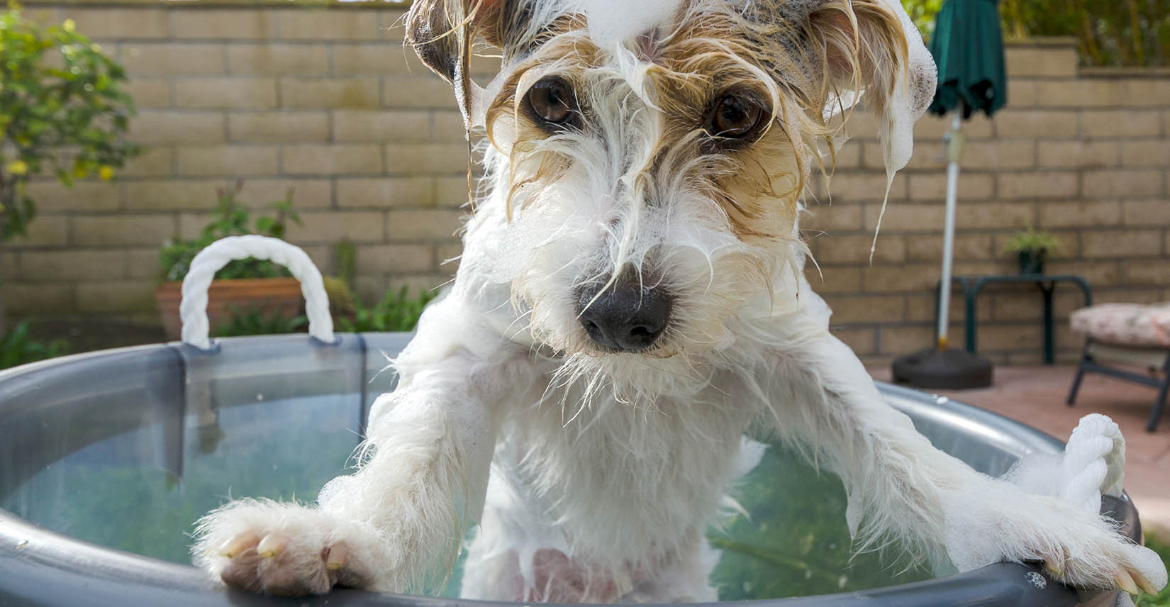 how to keep dog hair out of the drain